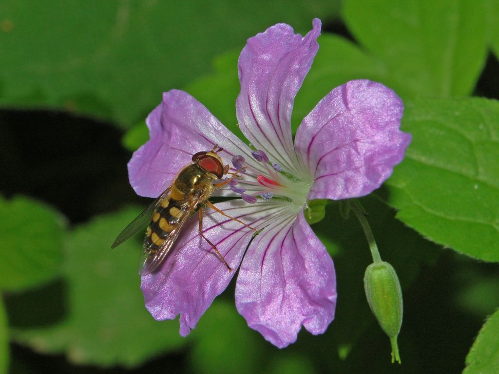 Eupeodes corollae (Syrphidae)